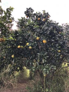 Alakai O Kauai campus fruit tree