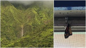 Alakai O Kauai campus waterfall butterfly pavilion